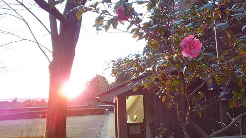 元旦★快晴。早起きして椿大神社へ初詣。思いがけず、とてもキレイな朝焼けに出会えました。開運♪良いことありそう♪